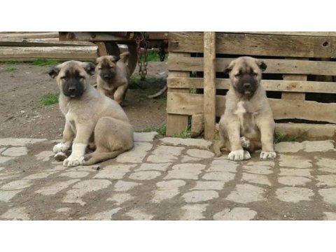 Irk garantili kangal yavruları