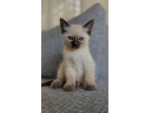 Siyam kedisi yavrular yeni yuva