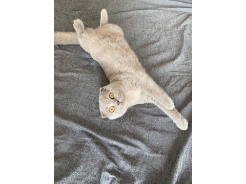 Lilac rengi scottish fold 5 aylık dişi