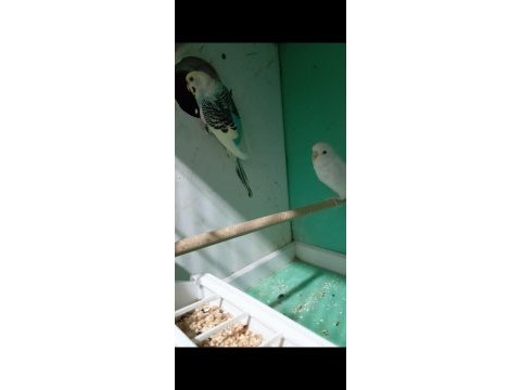 Takım muhabbet kuşu ve kafesi yuvalık
