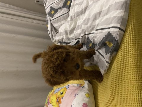 1 adet yavrum kaldı sahiplendirmek için toy poodle