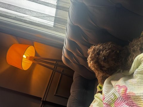 Kore dişi poodle