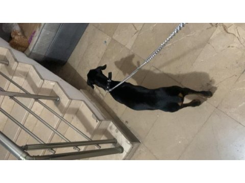 Yetiştirilmiş doberman köpeği