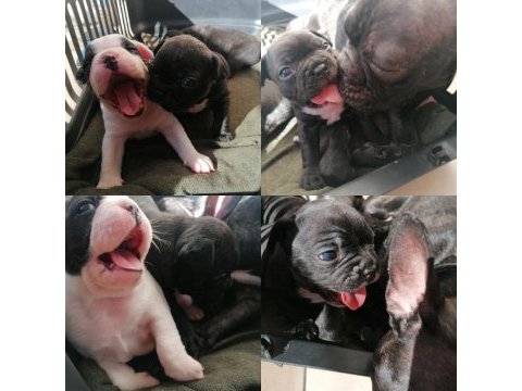 French bulldog