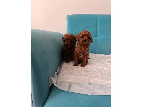 Poodle yeni yuvalarını arıyorlar