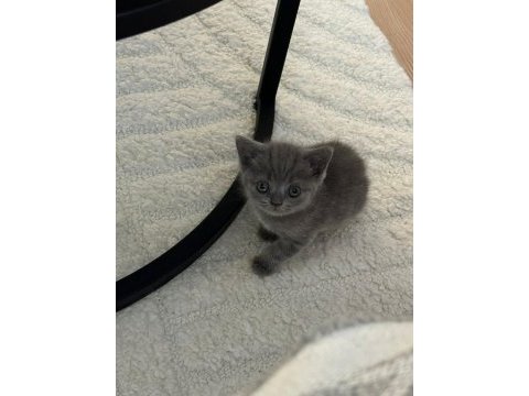 Safkan british shorthair