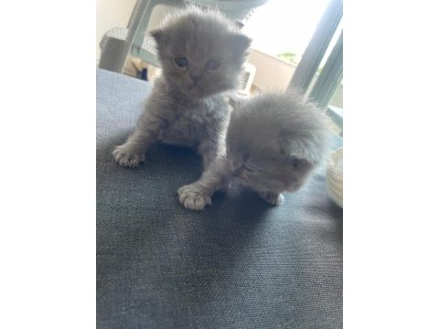 Scottish fold yavrularımız yeni yuvalarını bekliyor