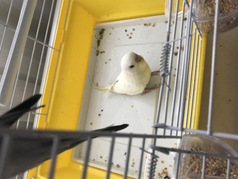 Muhabbet kuşu oğlum yeni yuvasını arıyor