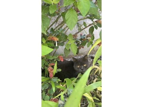 British shorthair gri renkli