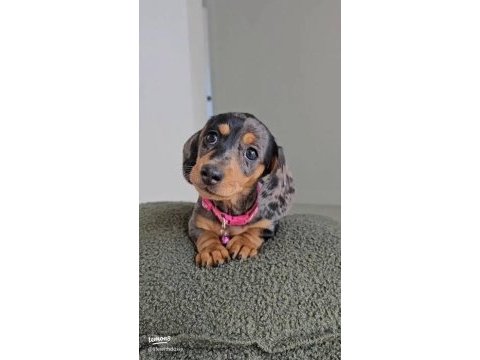 Nadir bulunan blue merle dachshund bebeğimiz aşılı