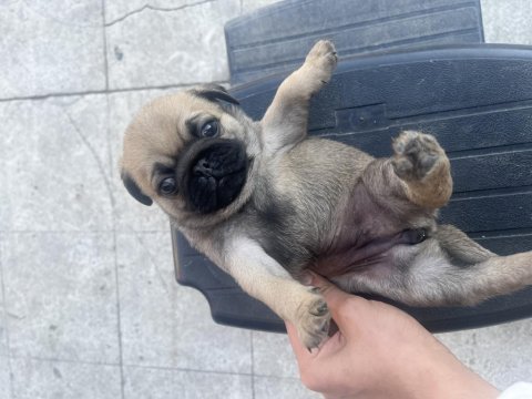 Safkan pug yavrularımız acil