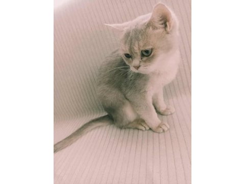 Mavi british shorthair kızımız sahiplendirilecektir