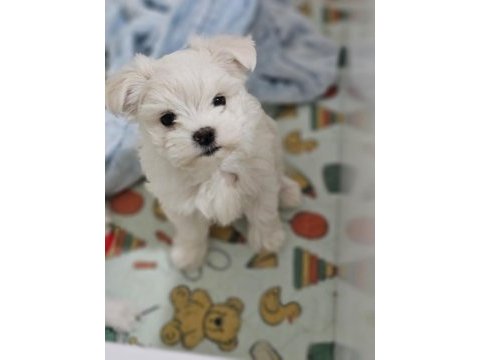Teacup korekan maltese yavrularımız