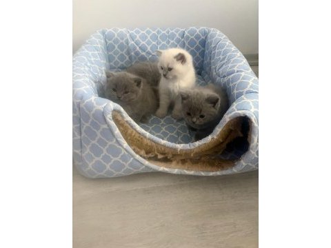 1.5 aylık 4 tane saf british shorthair yavrularımız