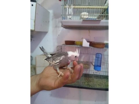 Pırlanta bebek sultan papağanı