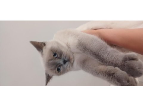 Safkan british shorthair