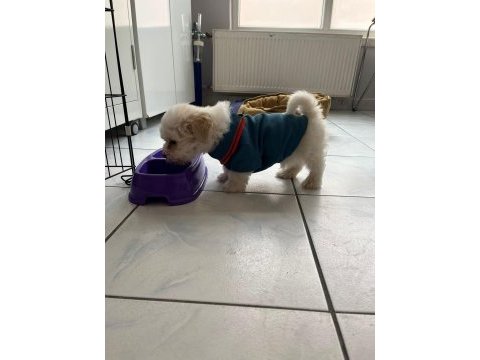 2 aralık doğumlu bebek terrier eşyaları ile birlikte