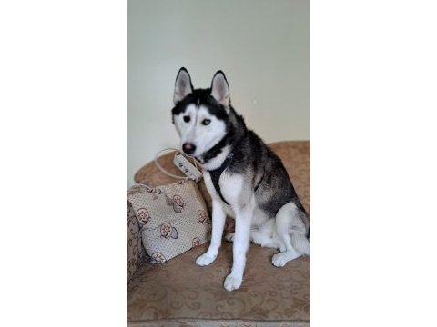 Sibirya kurdu köpeğimiz