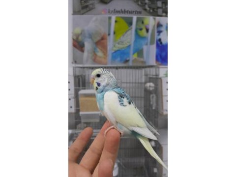 Alıştırmalık konuşturmalık muhabbet kuşlar hepsi güzel