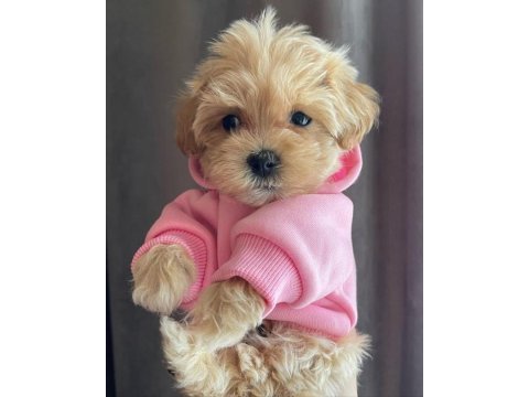 Dünya tatlısı maltipoo yavruları