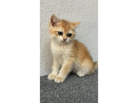 Gold british shorthair yavrularımız 