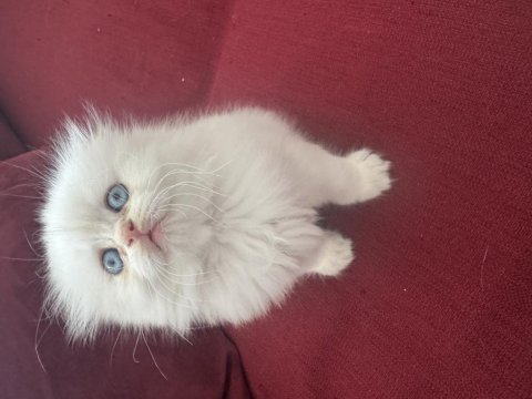 Ayı surat scottish fold