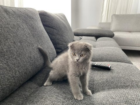 İri yapılı safkan scottish fold