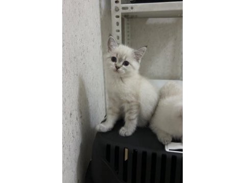 A kalite british shorthair silver point yavrum