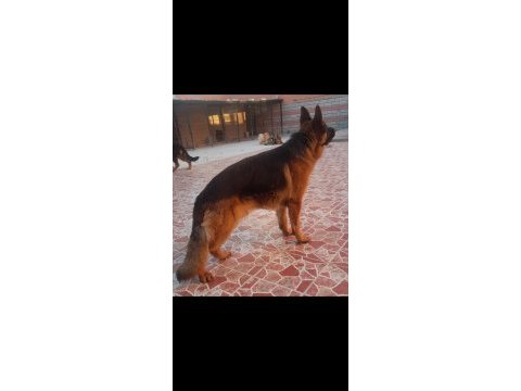 1 yaşında ve 5 yaşında erkek alman çoban köpeklerimiz