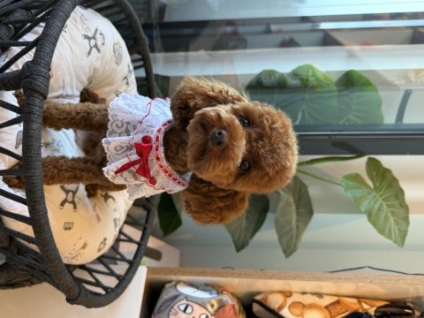 Anne baba kendi köpeğim poodle