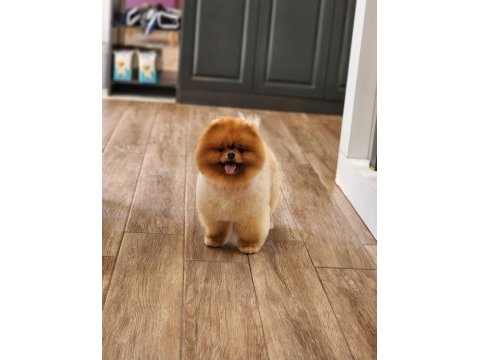 Avrupadaki en iyi pomeranian
