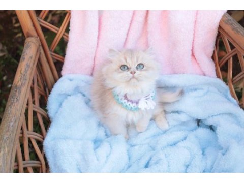 Safkan blue golden dişi yavru british longhair