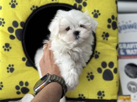 Ankarada yasal çiftlikten kore kan maltese