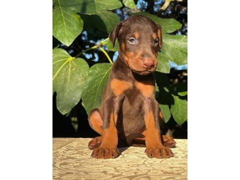 Kızıl safkan doberman yavrularımız