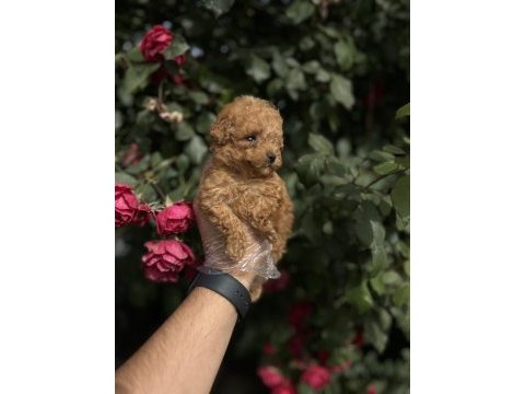 Gerçek micro teacup poodle bebekler