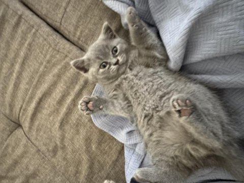 Anne ve 3 adet british shorthair yavru
