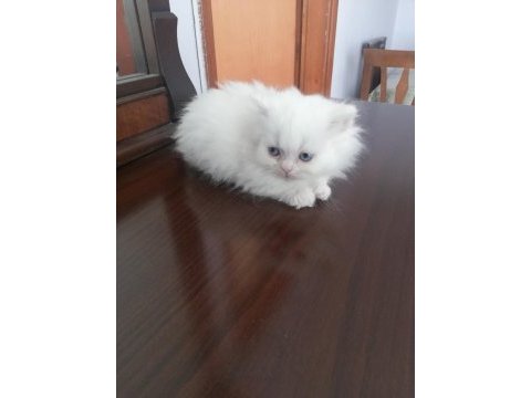 2 aylık dişi yavrum british longhair