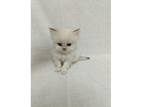 British longhair bebişlerimiz
