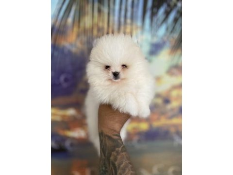 Teacup teddy bear garantili pomeranian