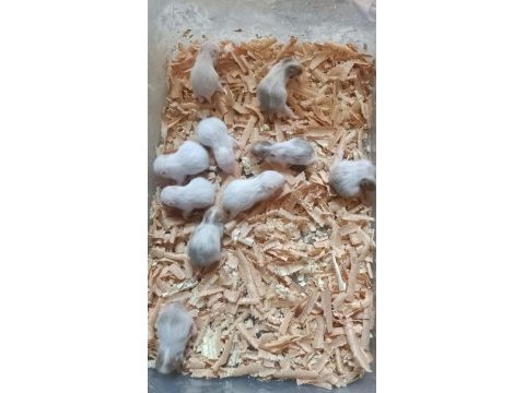 Yavru hamsterlar