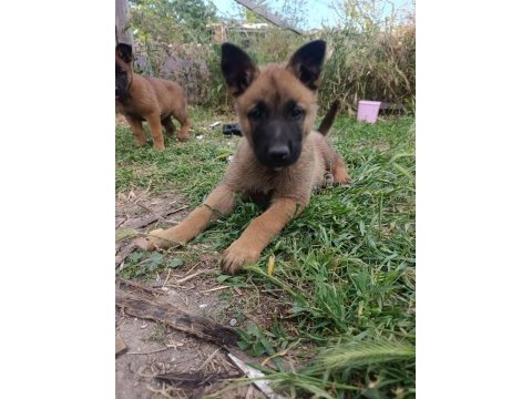 Orjinal saf kan malinois