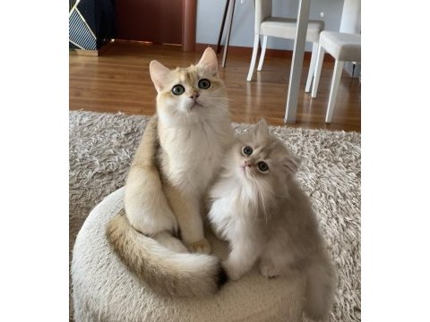 Safkan british shorthair golden erkek yavru