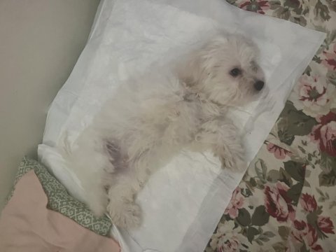4 aylık çipli maltese terrier