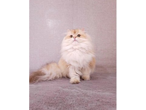 By11 ve cy1103 safkan şecereli british longhair yavru