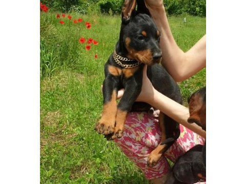 Irk garantili doberman yavrularımız