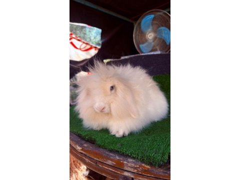 7 aylık hollanda teddy ginepig