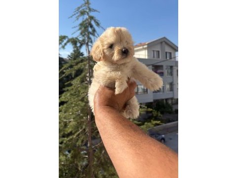 Pofuduk maltipoo köpekler