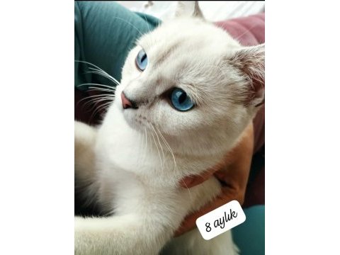 8 aylık anne baba şecereli british shorthair