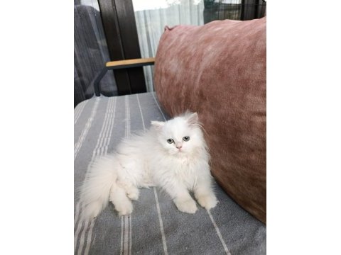 70 günlük british longhair