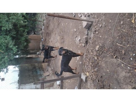 Hatay da rottweiler yavruları
